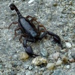 Scorpion de talie mica 1
